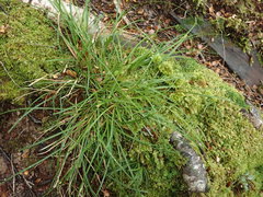 Carex horizontalis