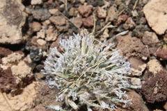 Echinops glaberrimus