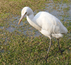 Bubulcus ibis