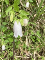 Campanula punctata punctata
