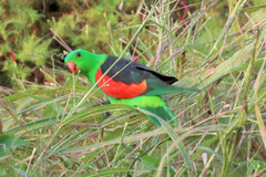 Red-Winged Parrot photo 4