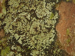 Pannaria implexa