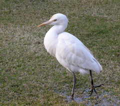 Bubulcus ibis