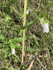 Campanula punctata punctata