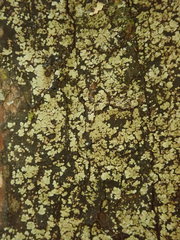 Pannaria implexa
