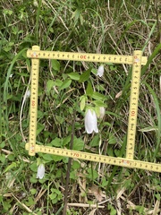 Campanula punctata punctata