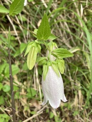 Campanula punctata punctata