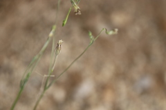 Silene linearis