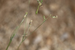 Silene linearis