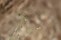 Silene linearis