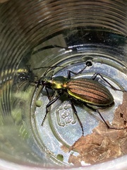 Carabus gehinii