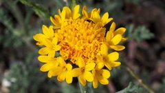 Chaenactis glabriuscula glabriuscula