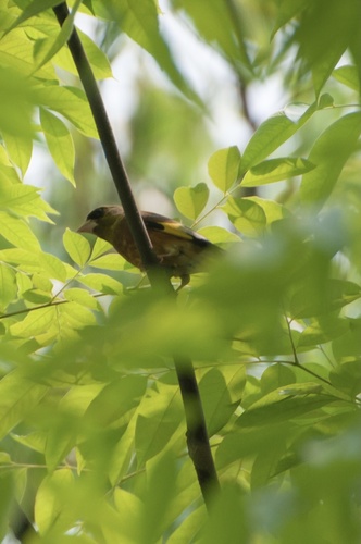 Oriental Greenfinch