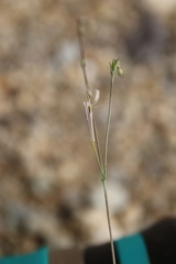 Silene linearis
