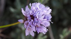 Gilia capitata abrotanifolia