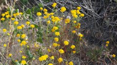 Chaenactis glabriuscula glabriuscula