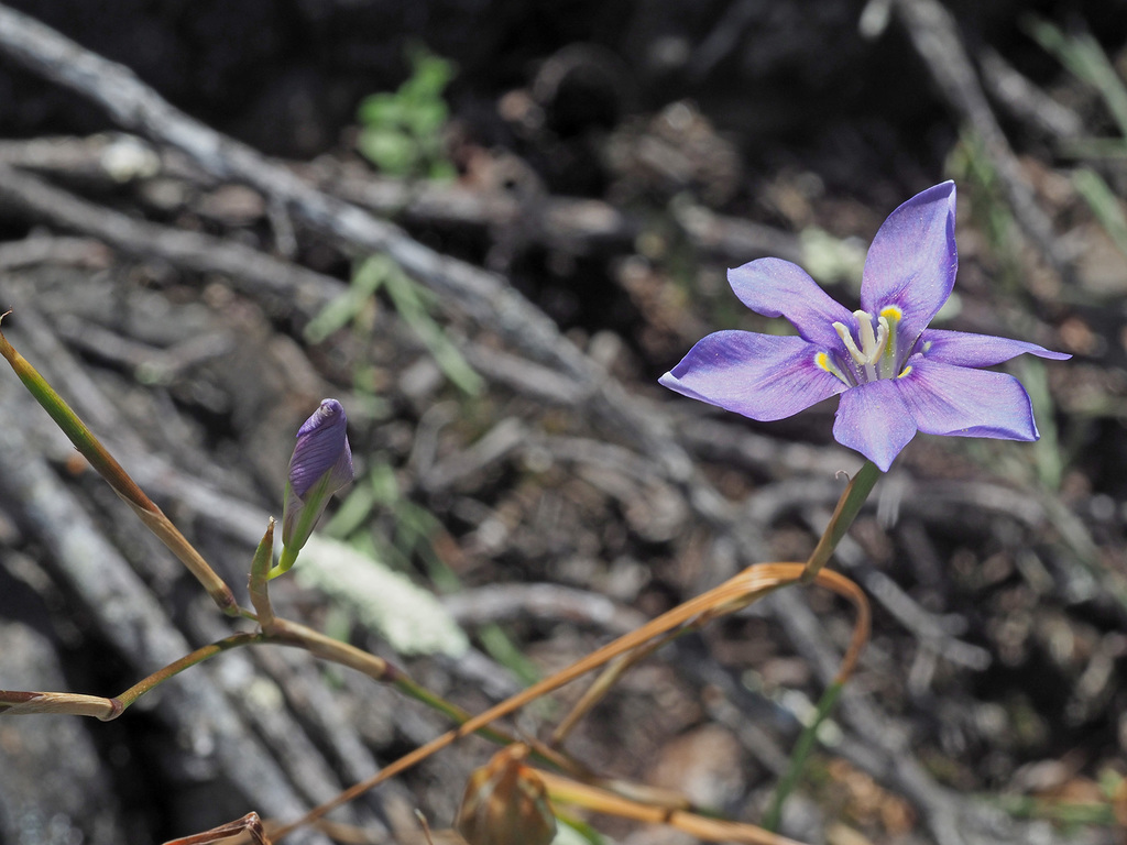 Manyflower Tulp from Grobbelaars, Oudtshoorn, Eden, Western Cape, South