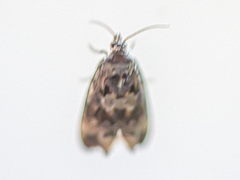 Endothenia oblongana