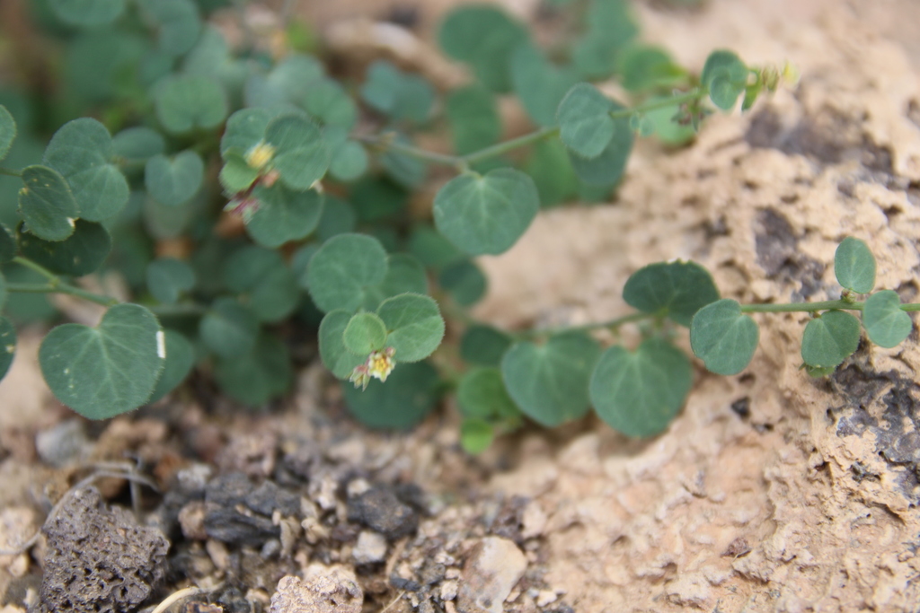 Andrachne aspera