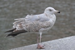 Larus argentatus