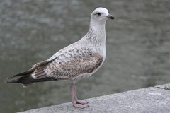Larus argentatus