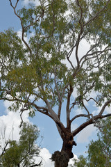 Corymbia pocillum