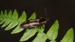 Selatosomus pulcher
