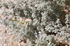 Artemisia judaica