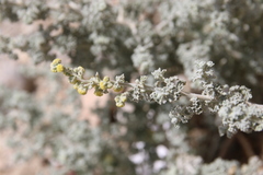 Artemisia judaica