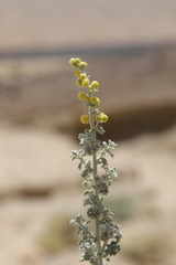 Artemisia judaica