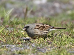Emberiza spodocephala spodocephala