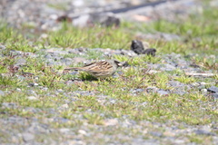 Emberiza spodocephala spodocephala