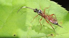 Ischnus inquisitorius