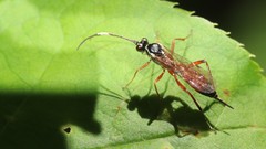 Ischnus inquisitorius