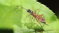 Ischnus inquisitorius