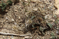 Centaurea ammocyanus