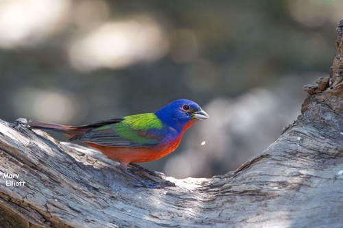 Painted Bunting, photo 4 of 7