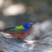 Painted Bunting - Photo (c) Marv Elliott, some rights reserved (CC BY-NC), uploaded by Marv Elliott