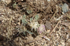 Centaurea ammocyanus