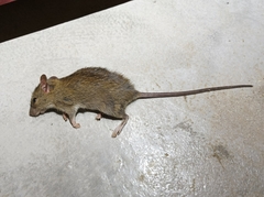 Rattus exulans