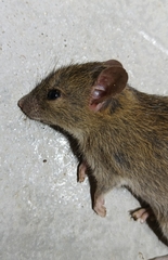Rattus exulans