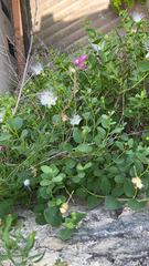 Capparis spinosa