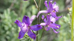 Delphinium parishii subglobosum