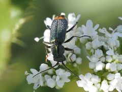 Clanoptilus geniculatus