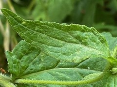 Campanula punctata punctata