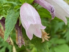 Campanula punctata punctata