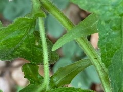 Campanula punctata punctata