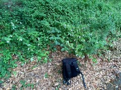 Campanula punctata punctata