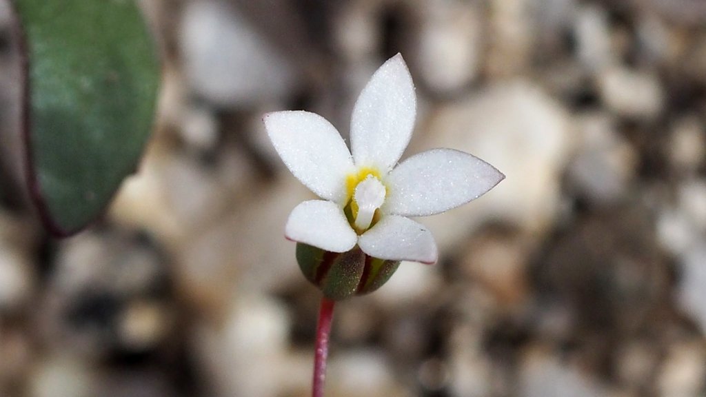 Short-Flowered Threadplant