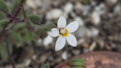 Nemacladus breviflorus